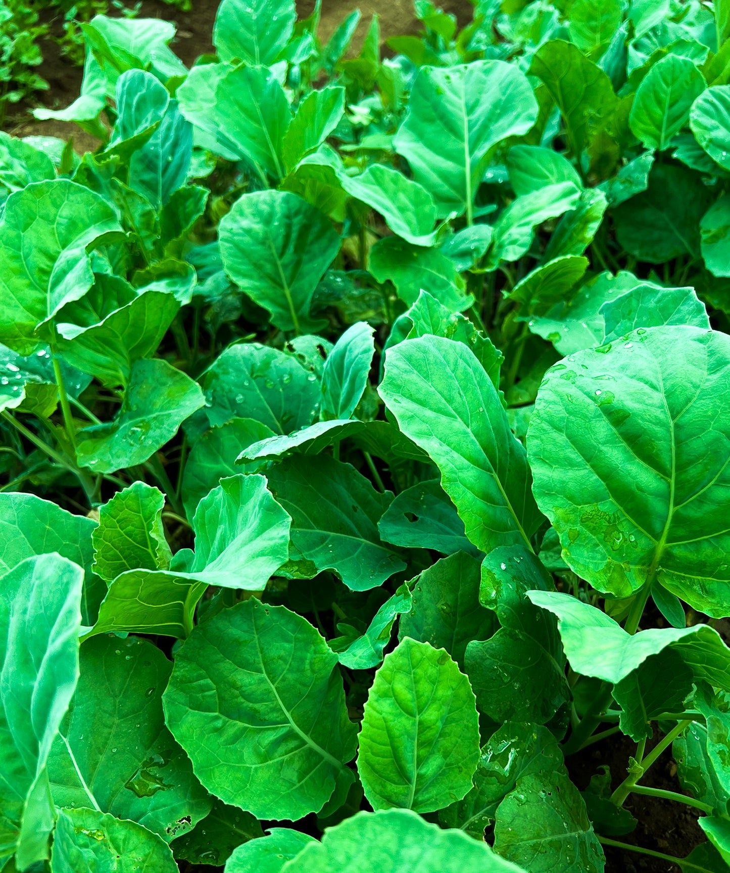 Chinese Kale (Kailan)