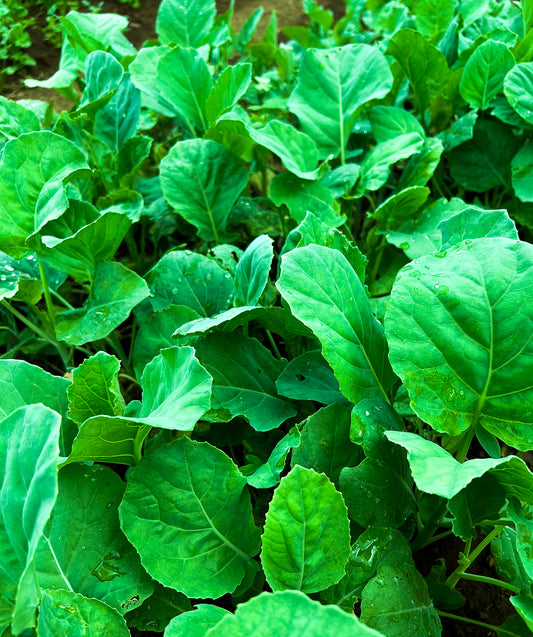 Chinese Kale (Kailan)