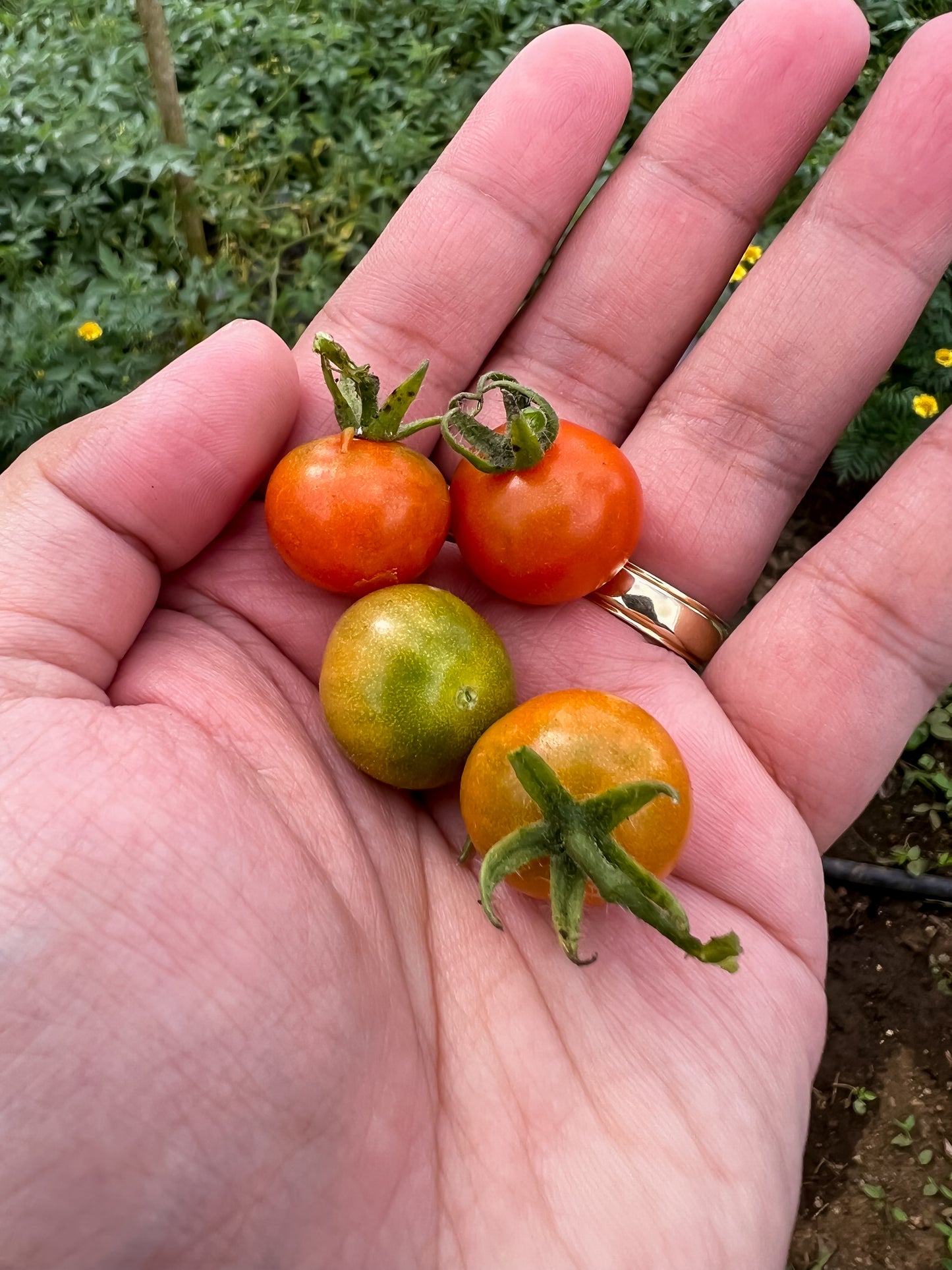 Organic Cherry Tomatoes