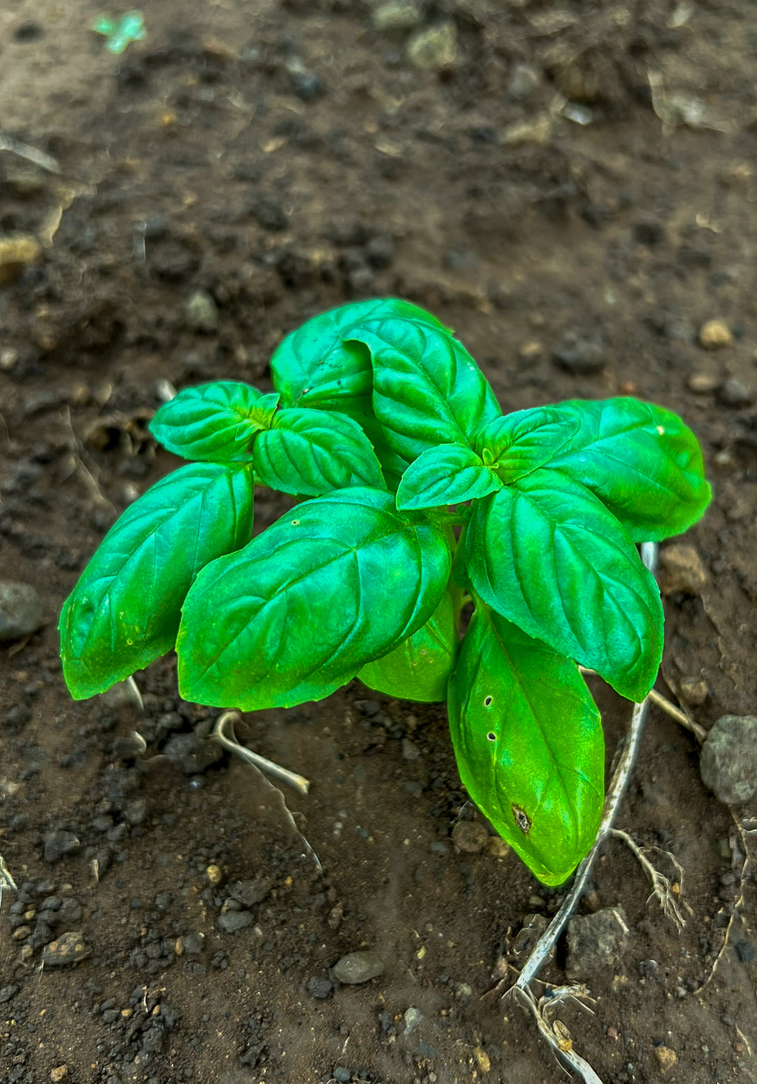 Organic Sweet Basil