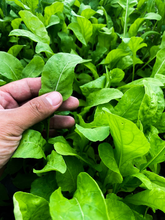 Organic Roquette Arugula