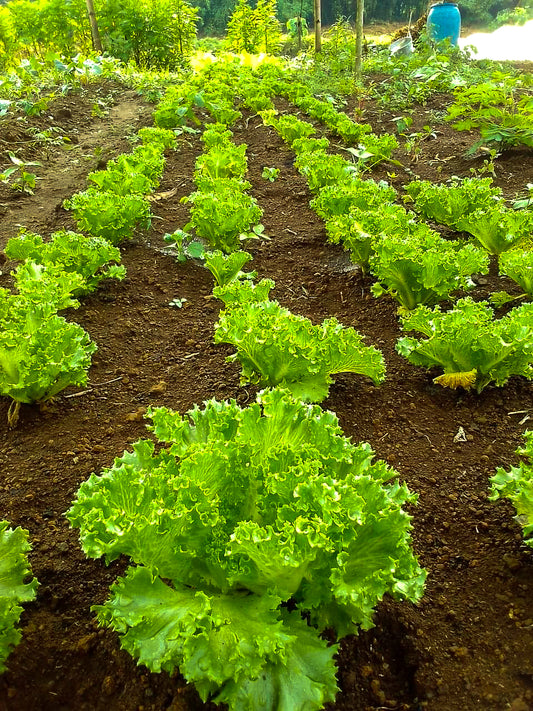 Organic Green Ice Lettuce