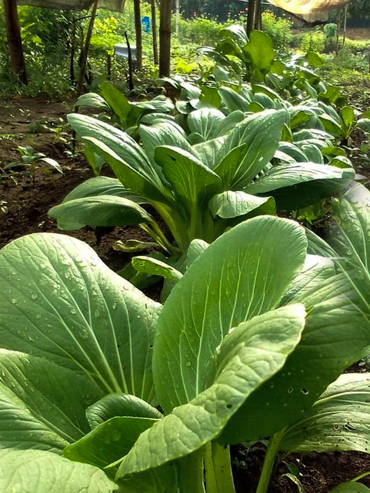 Organic Bokchoy