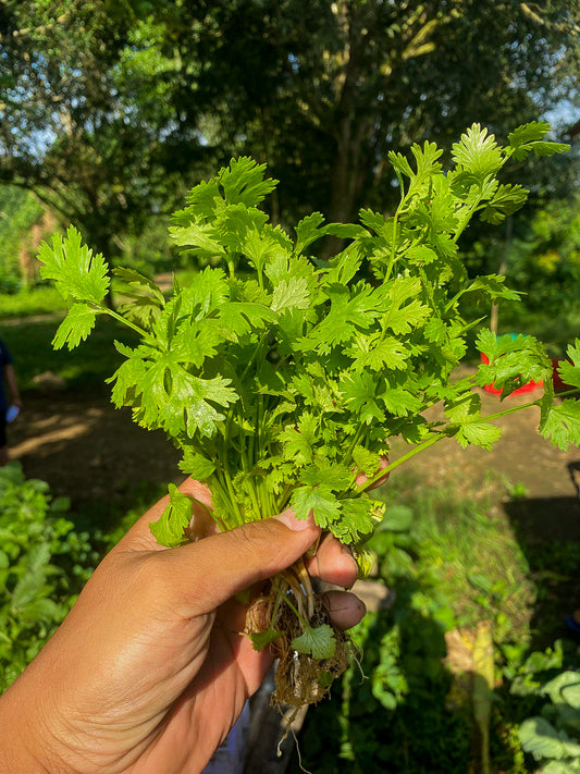 Organic Cilantro