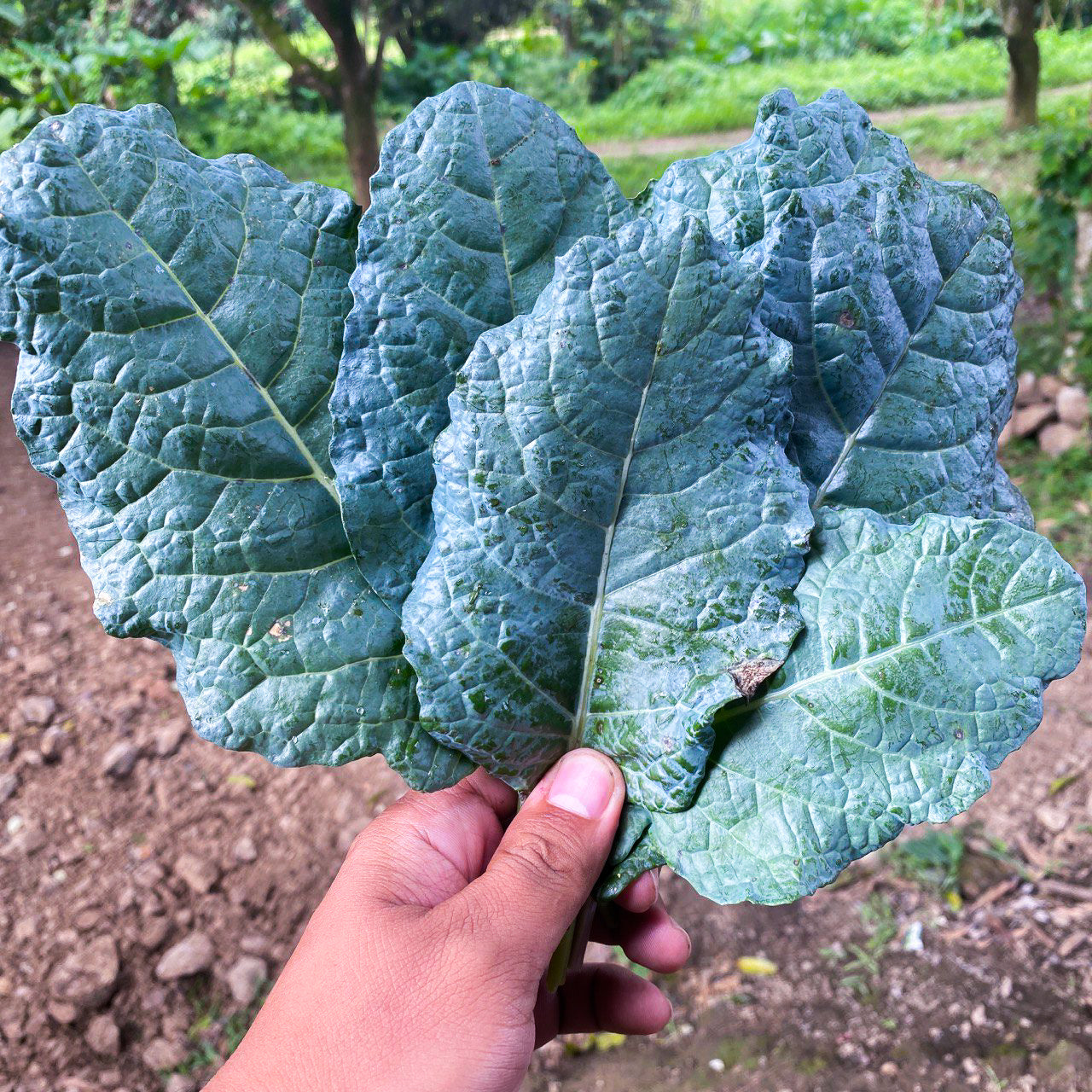 Organic Toscana Kale