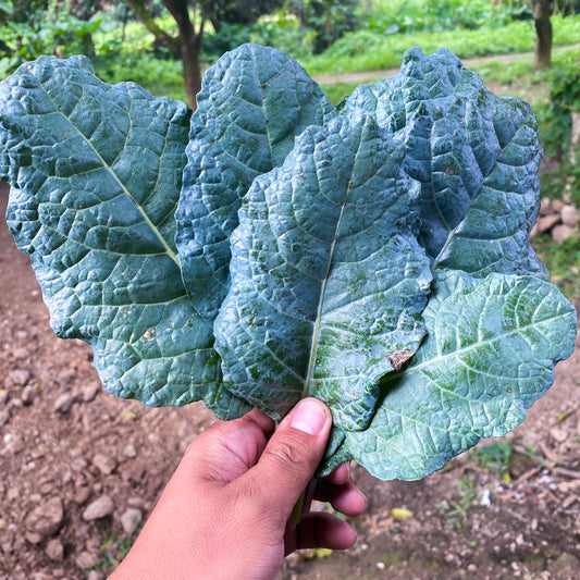 Organic Toscana Kale